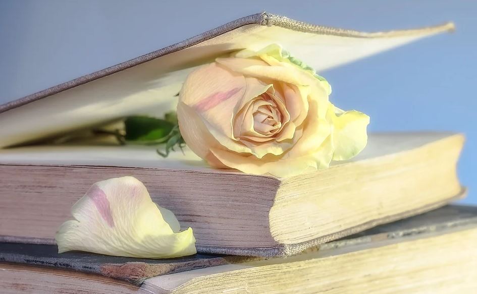 Książka i żółta róża w niej zamknięta 